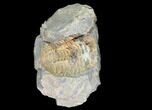 Fossil Calymene Trilobite Nodule - Morocco #100019-2